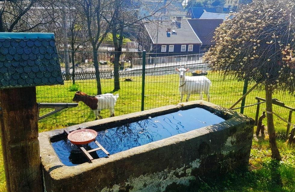 Kastanienhof Διαμέρισμα Hinterhermsdorf Εξωτερικό φωτογραφία